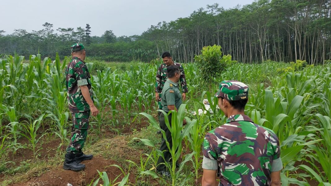 Jagung