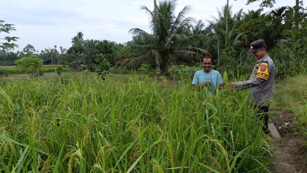 Terlihat Bhabinkantibmas Polsek Rabat Pasbar, sedang berbincang dengan Peatani padi (Foto: Malin)