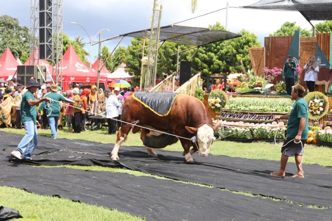 Sapi jumbo