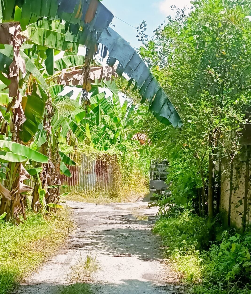 Busuk